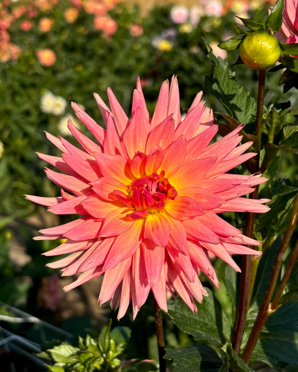 Brookside Cheri