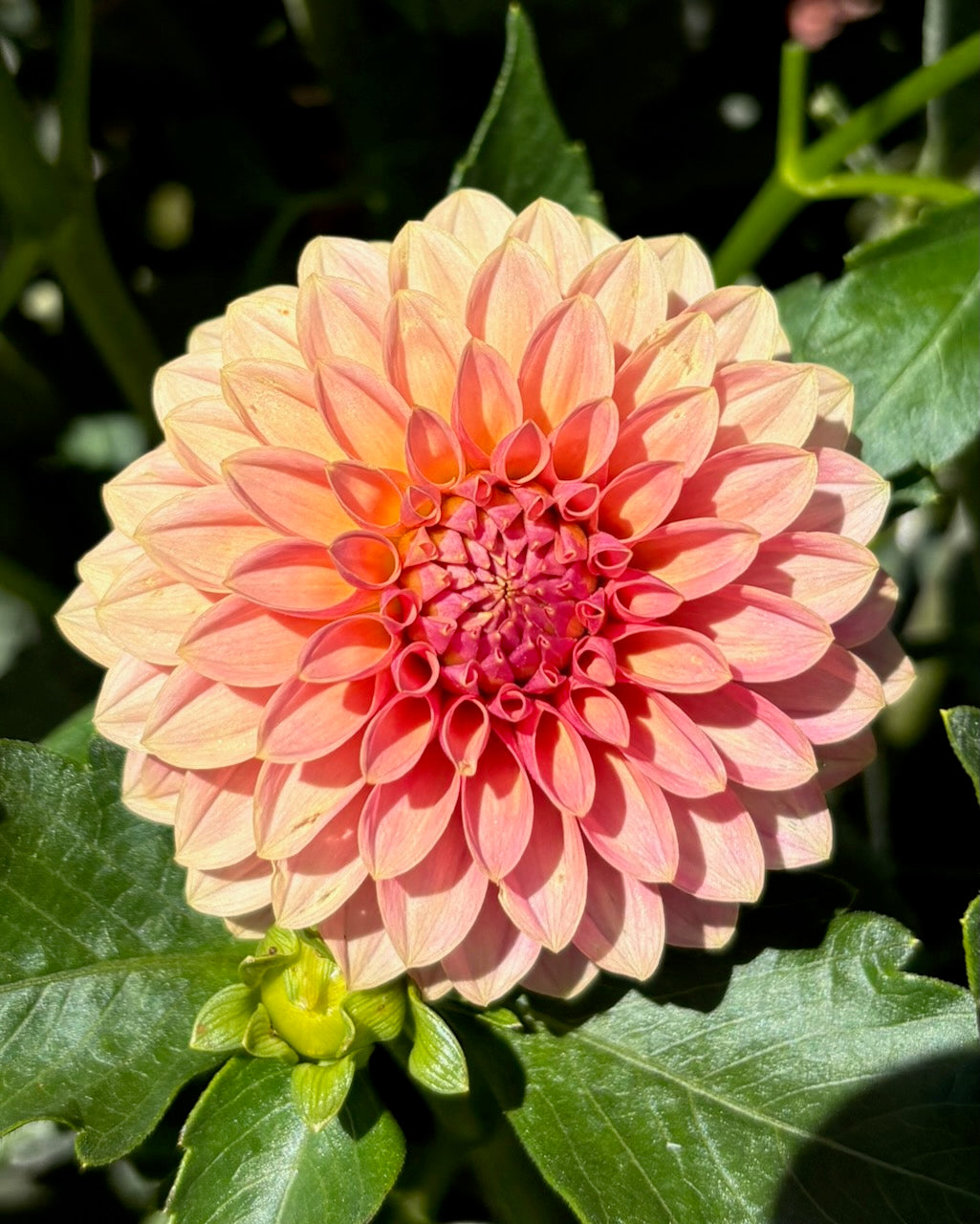 KA Boho Peach