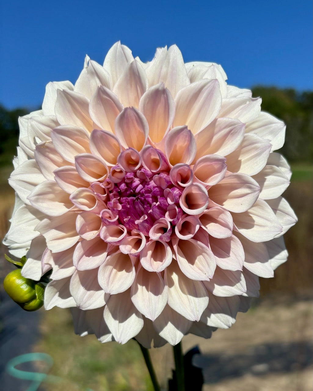 KA Pearl