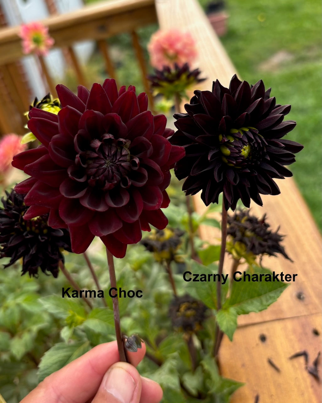 Czarny Charakter