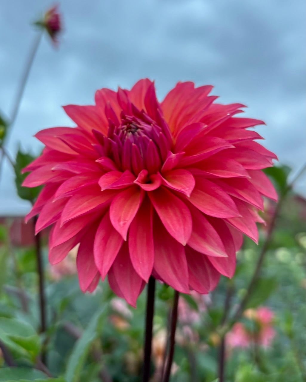 Sandia Ruthie