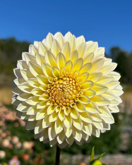 Bloomquist Blush