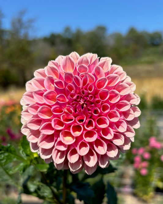 Bracken Rose