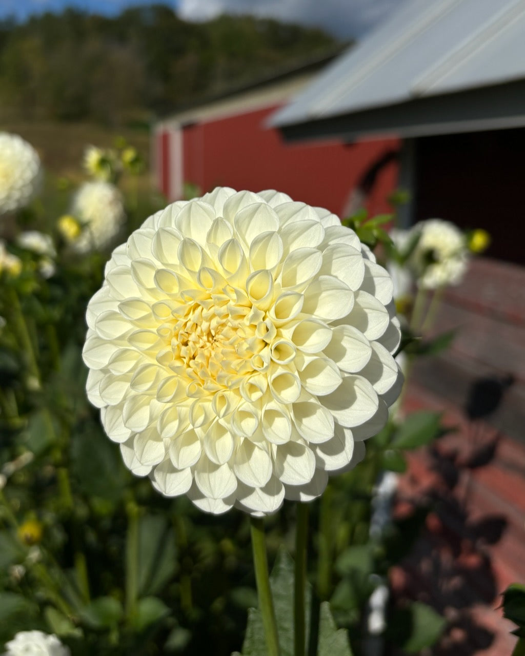 Brookside Snowball