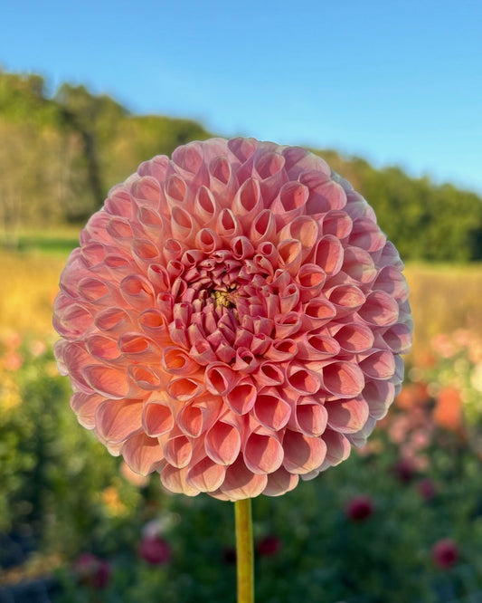 Clearview Peachy