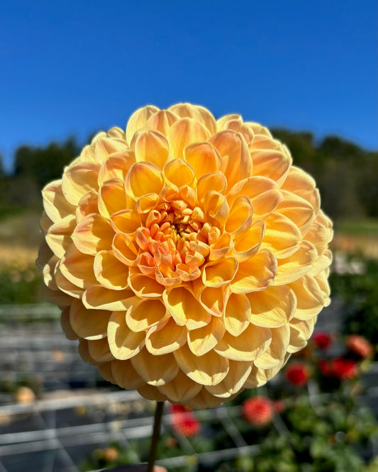 Crichton Honey