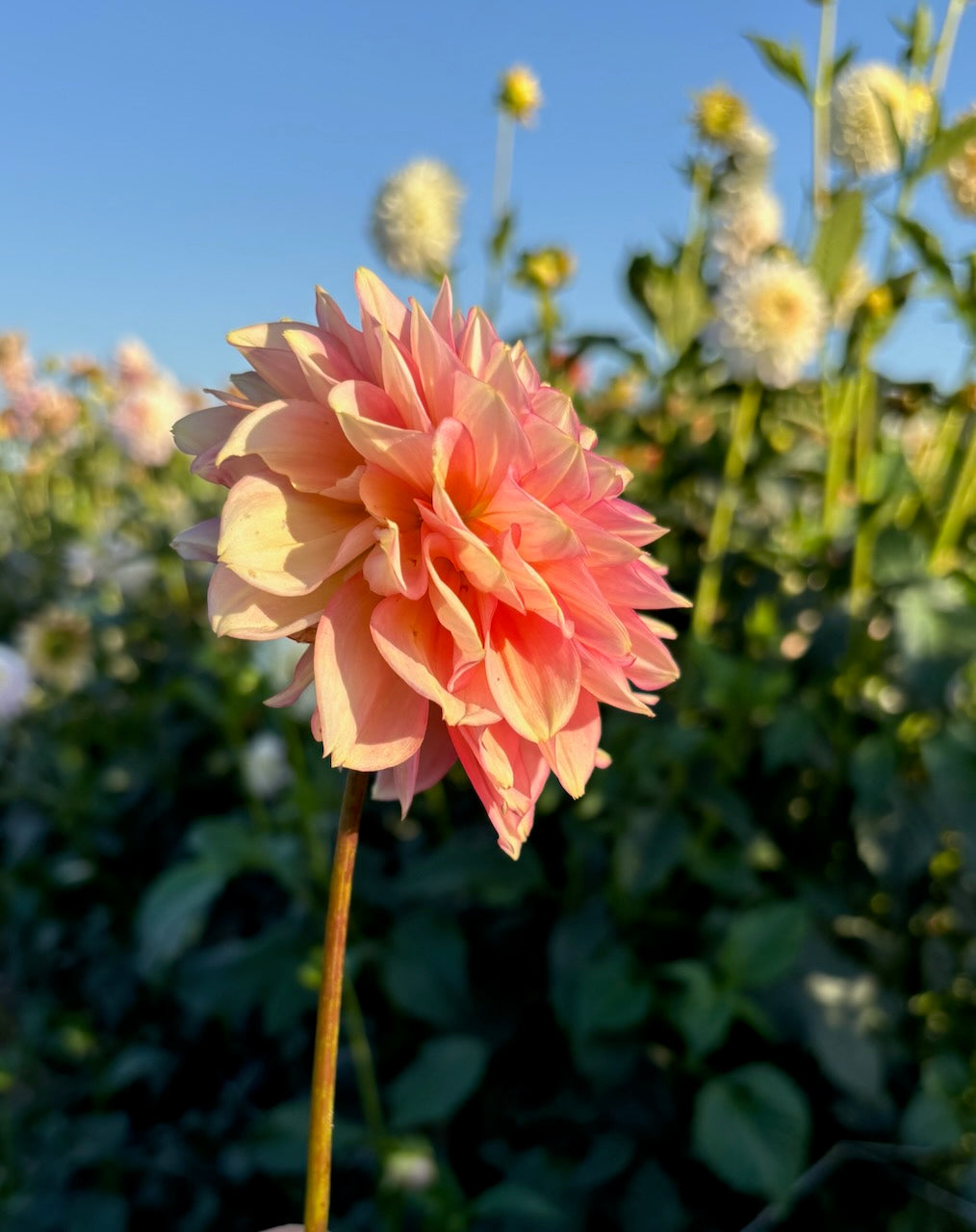 Driftless Dreamsicle - 2026 Introduction.