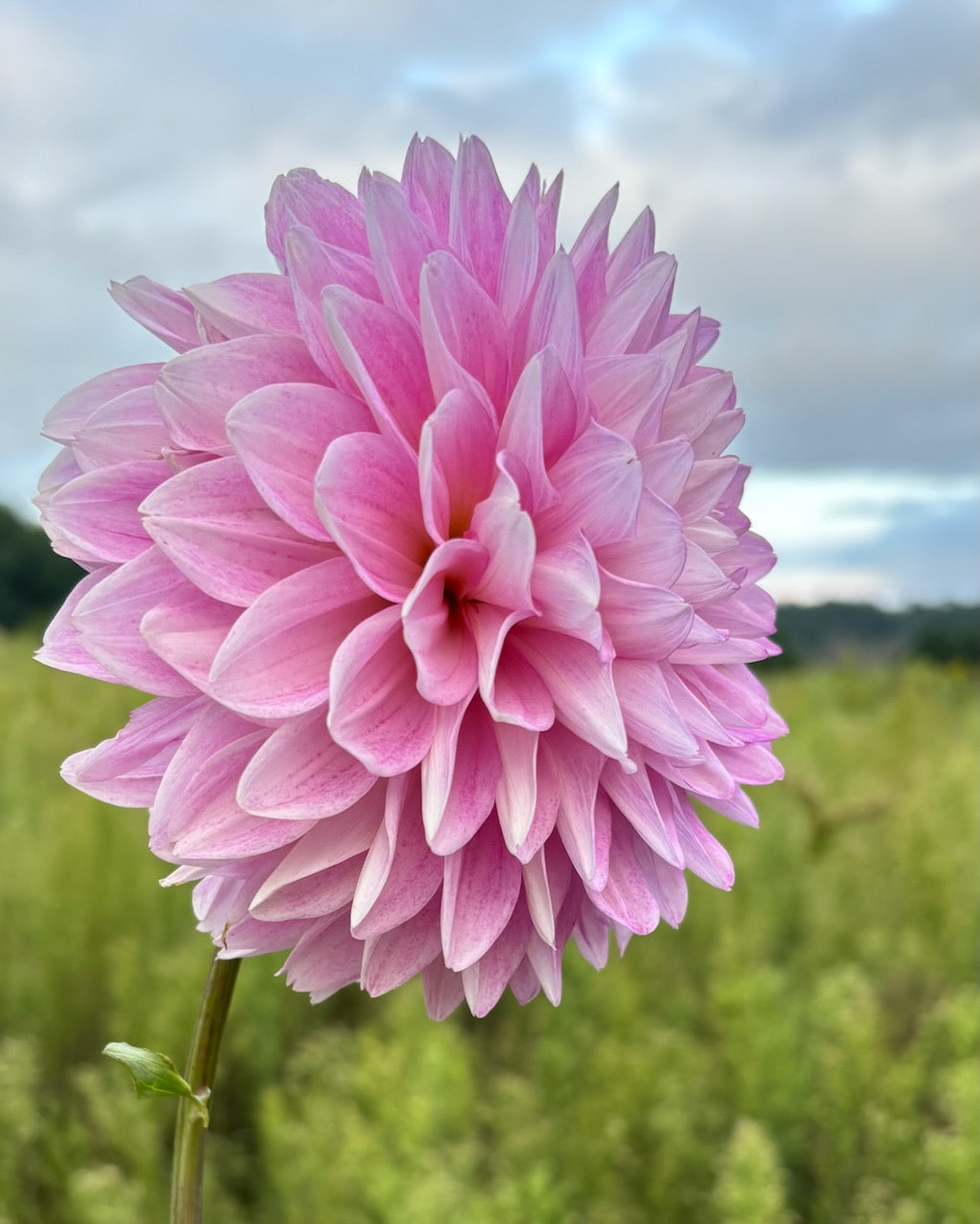 Driftless (no name yet) 2026 Introduction
