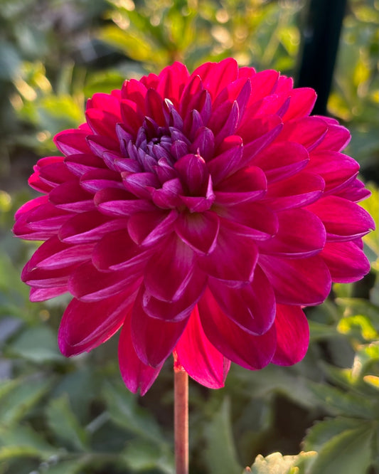 Sandia Bertha