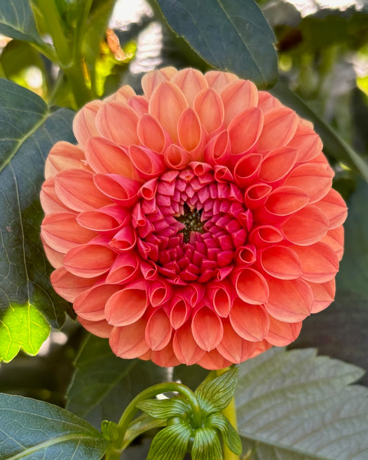 KA Blood Orange