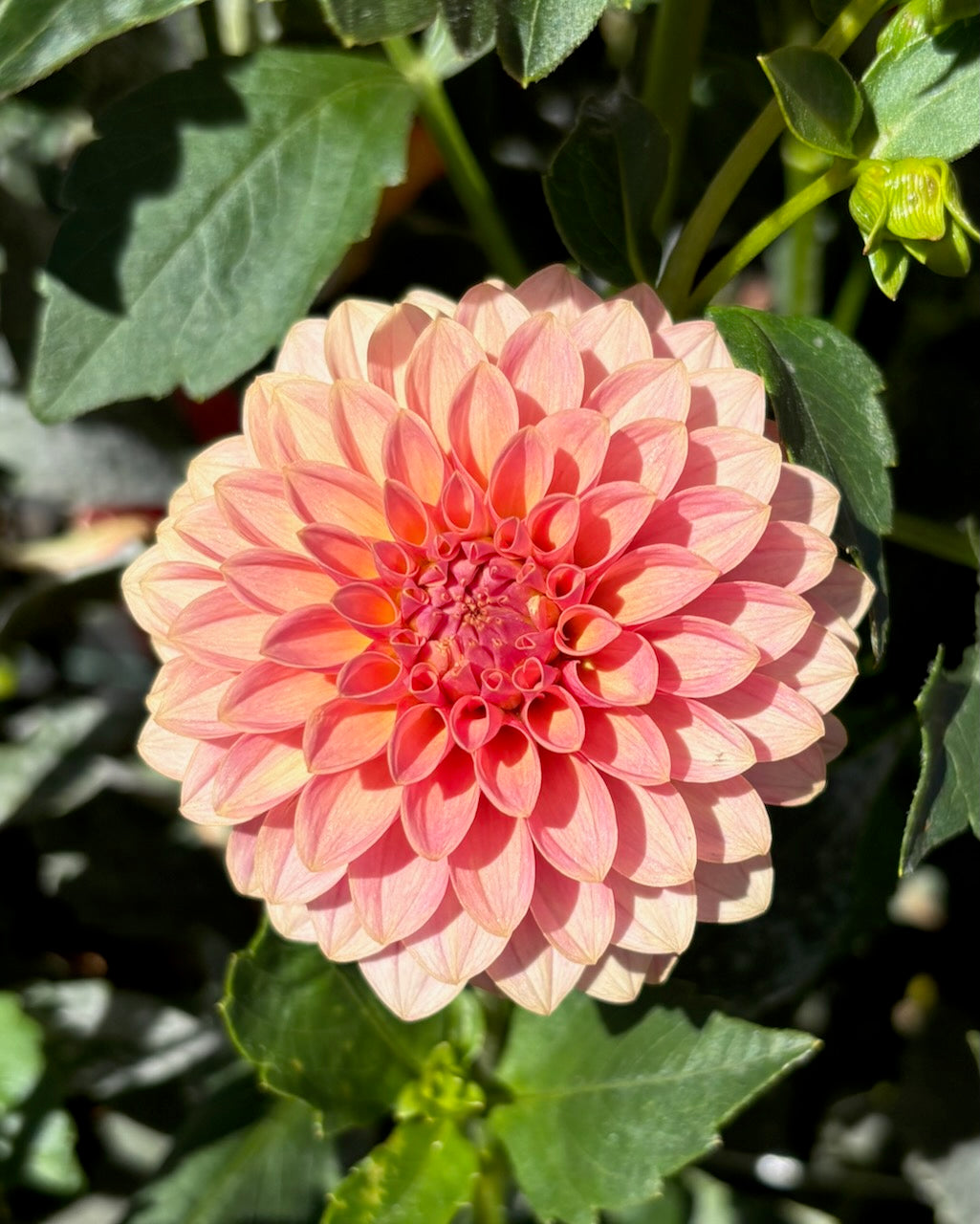 KA Boho Peach