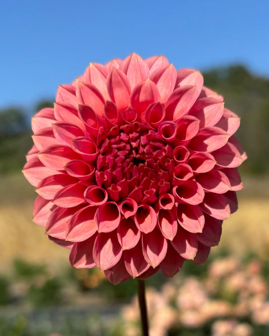 KA Keltie Rose