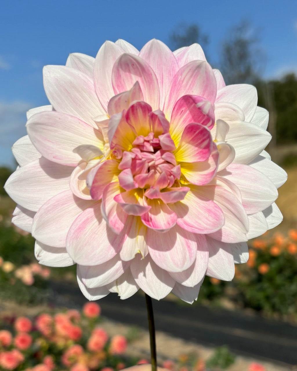 Kelgai Ann - Limit 2