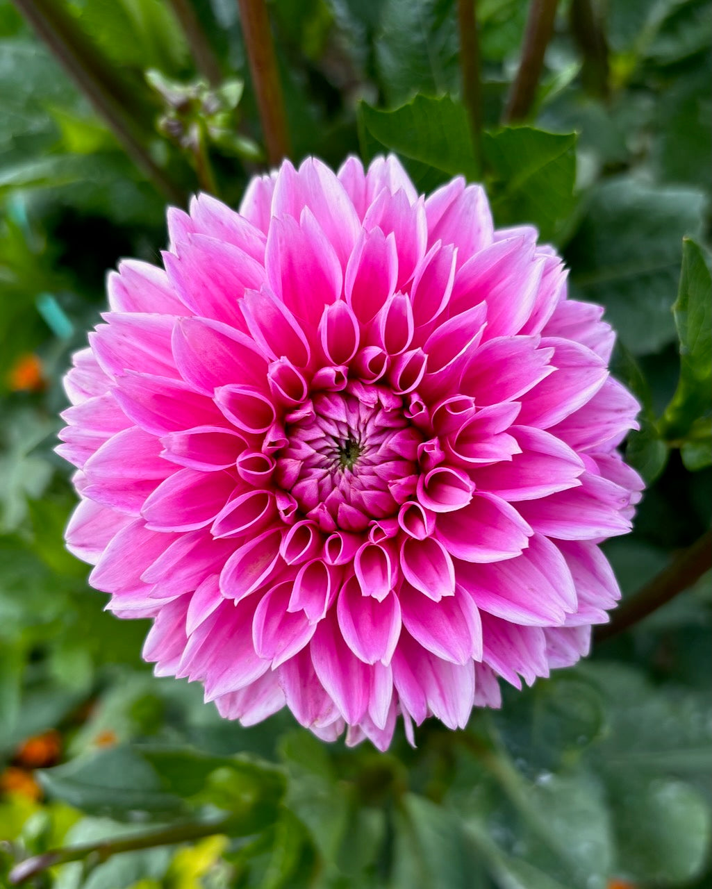 Pink Sylvia