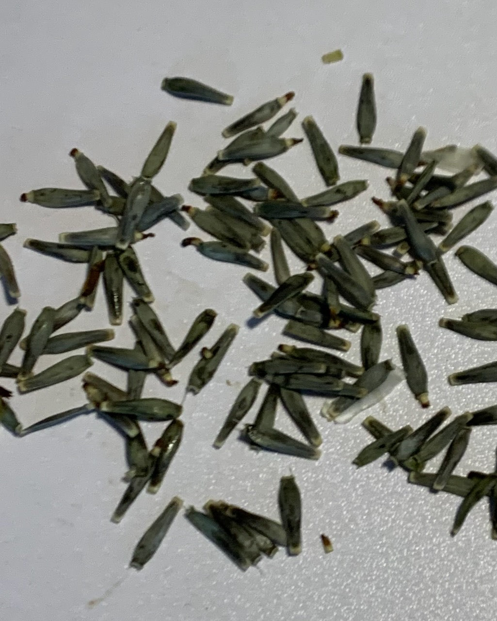Seeds