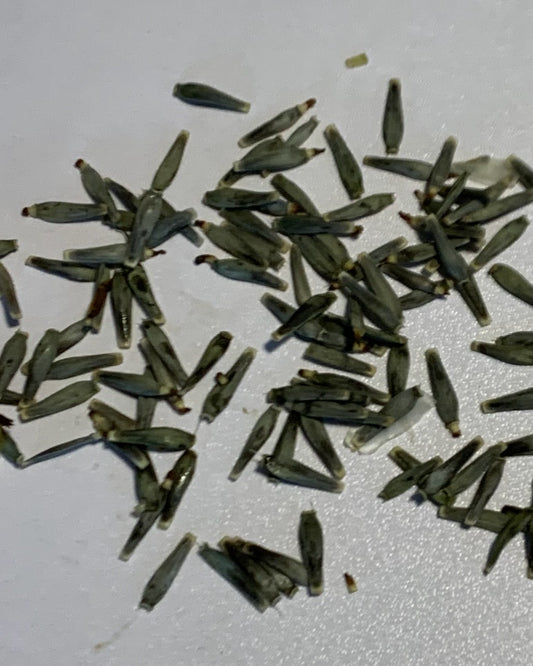 Seeds