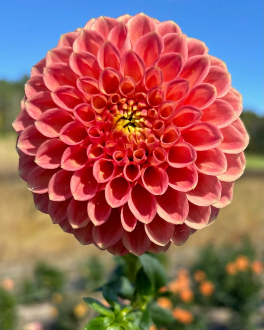Snoho Doris