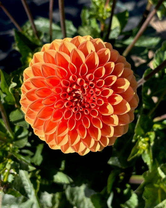 Sylvia/Maarn