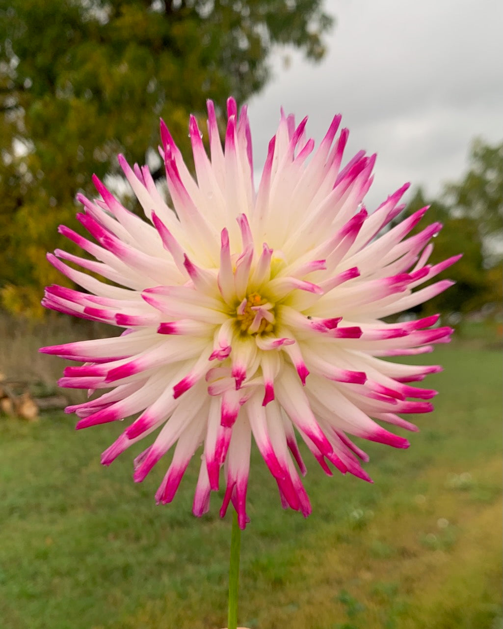 Tanjoh – Driftless Dahlia Farm