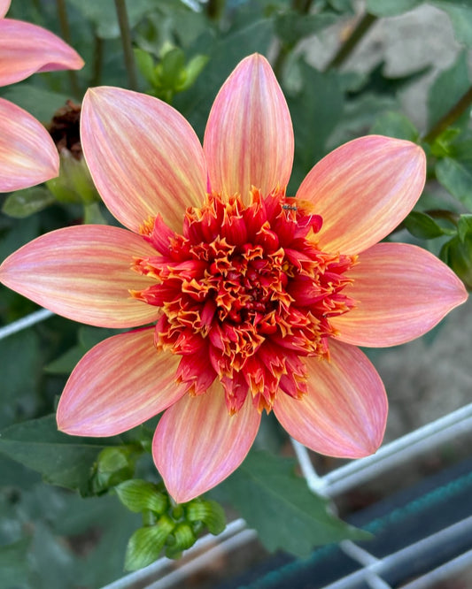 Totally Tangerine