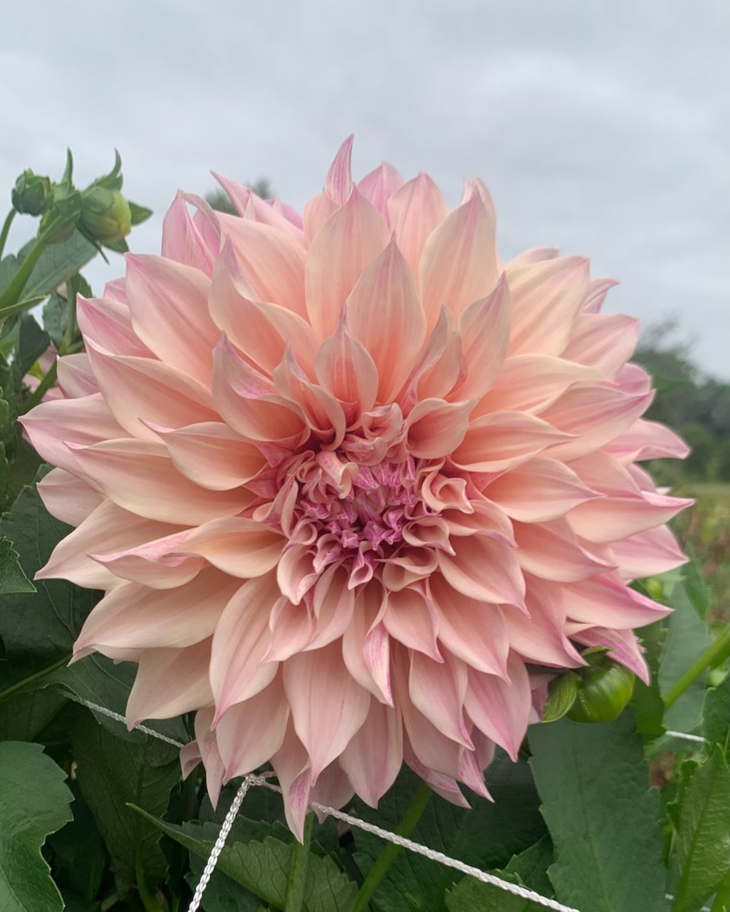 Cafe au Lait Royal