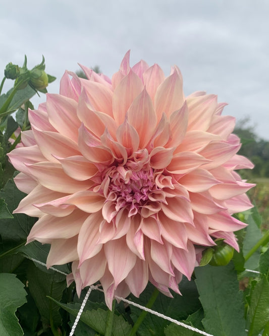 Cafe au Lait Royal
