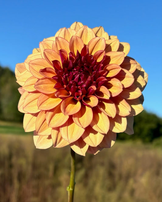 Creme de Cognac