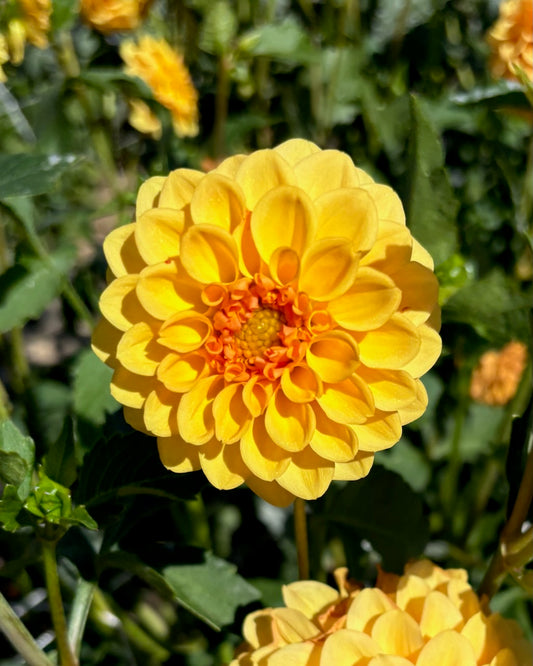 Golden Scepter